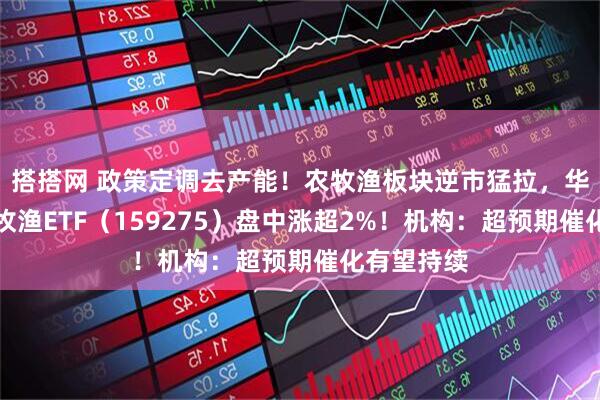 搭搭网 政策定调去产能！农牧渔板块逆市猛拉，华宝基金农牧渔ETF（159275）盘中涨超2%！机构：超预期催化有望持续